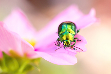 Colored beetle (Linaeidea aenea) resting on a flowerの写真素材