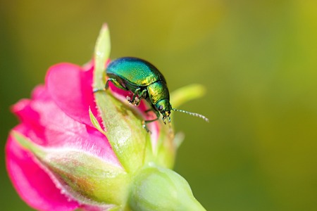 Colored beetle (Linaeidea aenea) resting on a flowerの写真素材