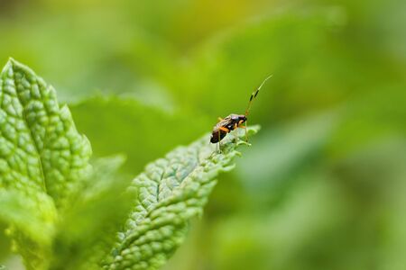 Little beetle on a mint leafの写真素材