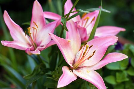Pink lilly in the gardenの写真素材