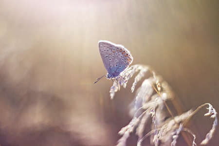 Butterfly resting on grass stalksの写真素材