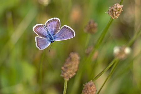 Beautiful butterfly on a meadowの写真素材
