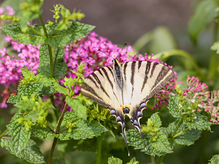 Beautiful butterfly on a meadowの写真素材