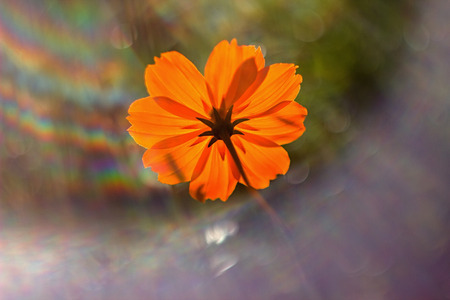 Cosmos bipinnatus blooming in the garden