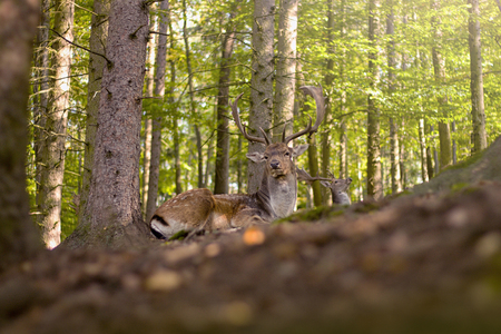 wild animals in the woodsの写真素材