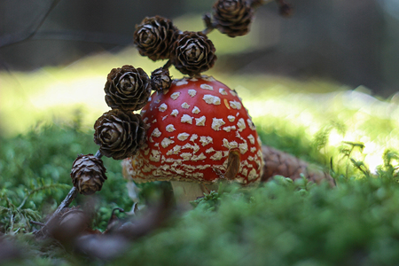 red toadstool growing in the woodsの写真素材
