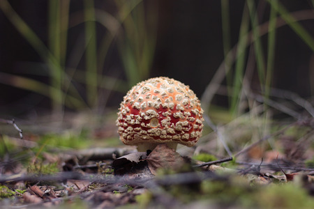 Amanita muscaria in the forest