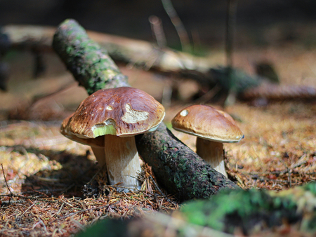 edible mushrooms growing in the forestの写真素材