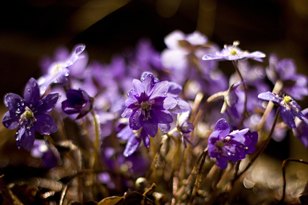 blue hepatica in the woodsの写真素材