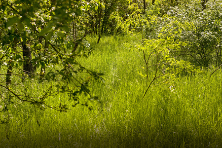 fresh spring green grass in the gardenの写真素材