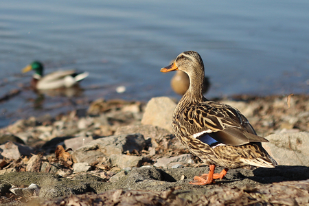 wild ducks in the damの写真素材