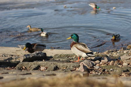 wild ducks in the damの写真素材