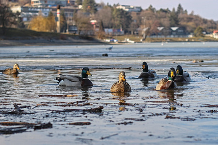 wild ducks in the damの写真素材