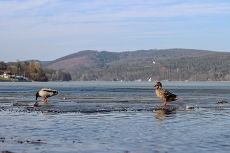 wild ducks in the damの写真素材