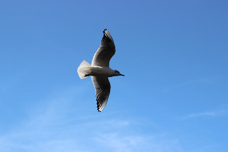 blue sky and seagullの写真素材