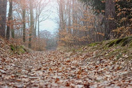 Deciduous forest in Brno in the Czech Republicの写真素材