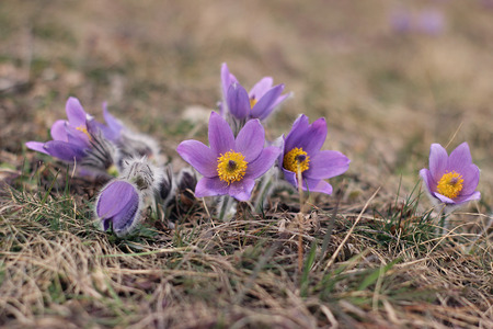 purple pasque flower blooming in the meadow