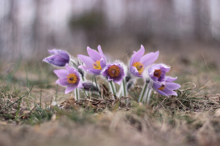 purple pasque flower blooming in the meadowの写真素材