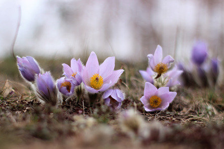 purple pasque flower blooming in the meadow