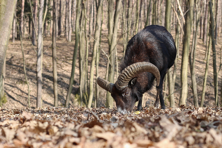 European mouflon (Ovis orientalis musimon). Wildlife animal.の写真素材