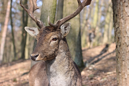 European Fallow Deer in the forestの写真素材