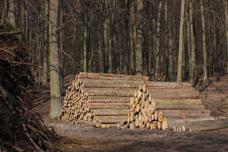 Cut tree trunks in the forestの写真素材
