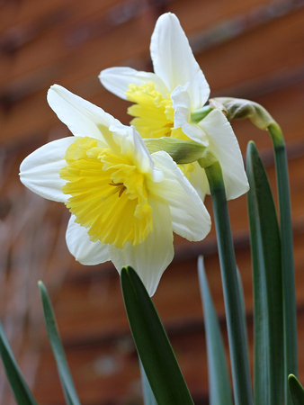 yellow daffodils in the gardenの写真素材