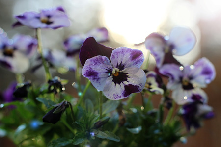 colorful pansies blooming in the garden