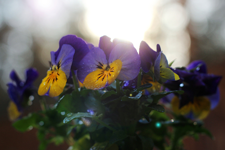 colorful pansies blooming in the gardenの写真素材