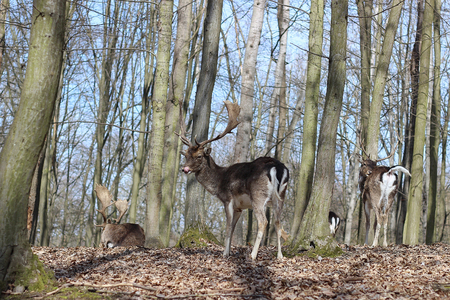 European Fallow Deer in the forestの写真素材