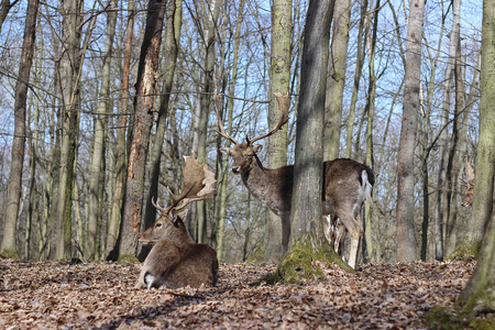 European Fallow Deer in the forestの写真素材