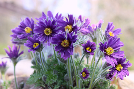purple pasque flower blooming in the gardenの写真素材
