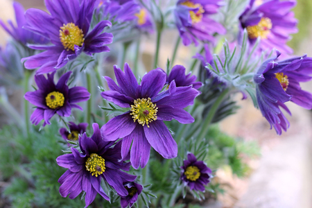 purple pasque flower blooming in the gardenの写真素材