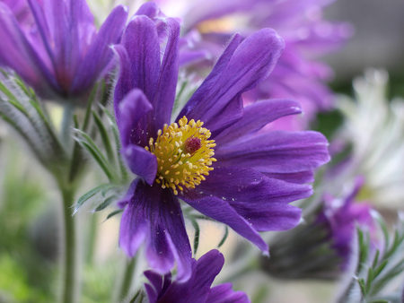 purple pasque flower blooming in the gardenの写真素材