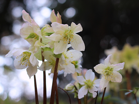 hellebore blooming in the gardenの写真素材