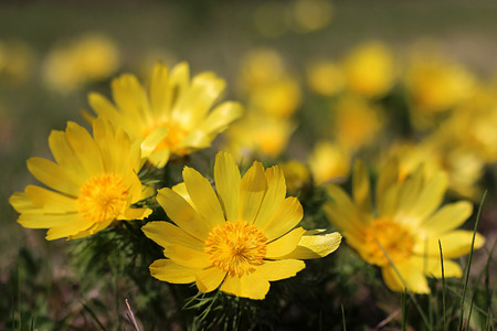 yellow adonis blooming in a meadowの写真素材