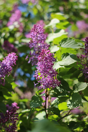 purple lilac blooming in the gardenの写真素材