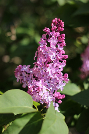 purple lilac blooming in the gardenの写真素材