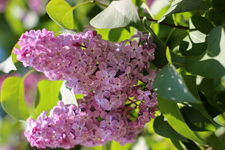 purple lilac blooming in the gardenの写真素材