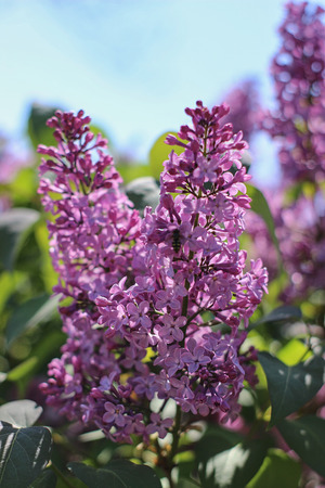 purple lilac blooming in the gardenの写真素材