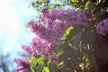purple lilac blooming in the gardenの写真素材
