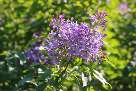 purple lilac blooming in the gardenの写真素材