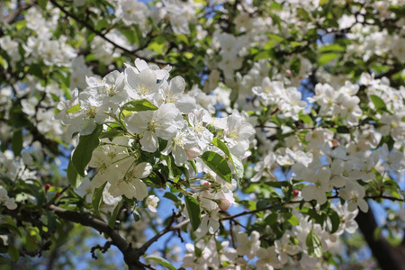 blooming apple tree in the parkの写真素材