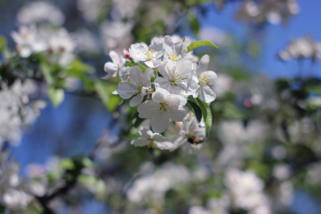 blooming apple tree in the parkの写真素材