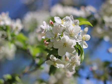 blooming apple tree in the parkの写真素材