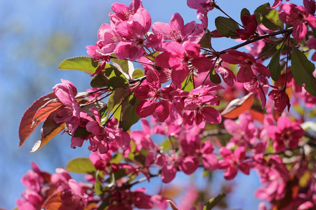 Red flowers of ornamental apple treeの写真素材