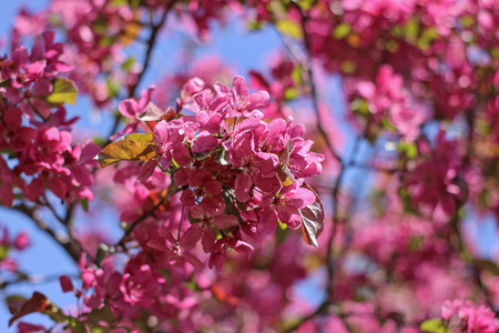 Red flowers of ornamental apple treeの写真素材