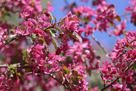 Red flowers of ornamental apple treeの写真素材