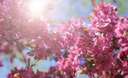 Red flowers of ornamental apple treeの写真素材