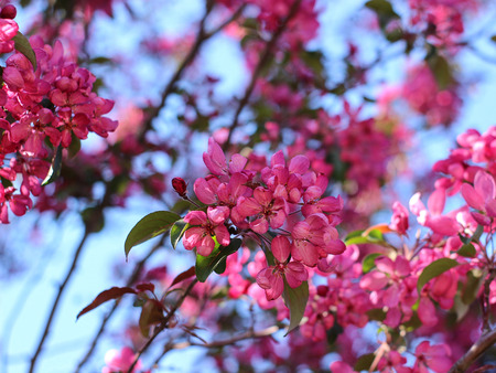 Red flowers of ornamental apple treeの写真素材